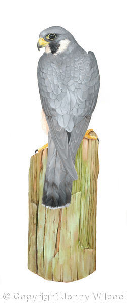 Peregrine Falcon