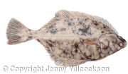 British Flounder