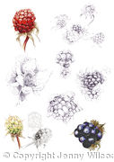 Blackberries
