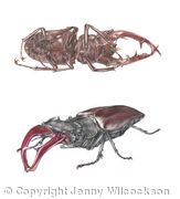 Stag Beetles