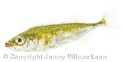 Ten-Spined Stickleback