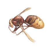 Wasp