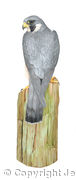 Peregrine Falcon
