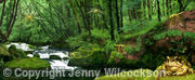 Woodland