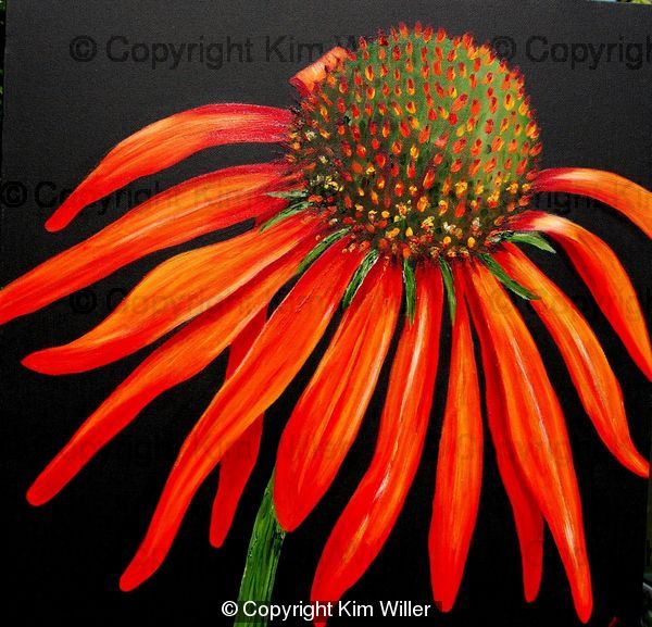 Echinacea or Cone Flower