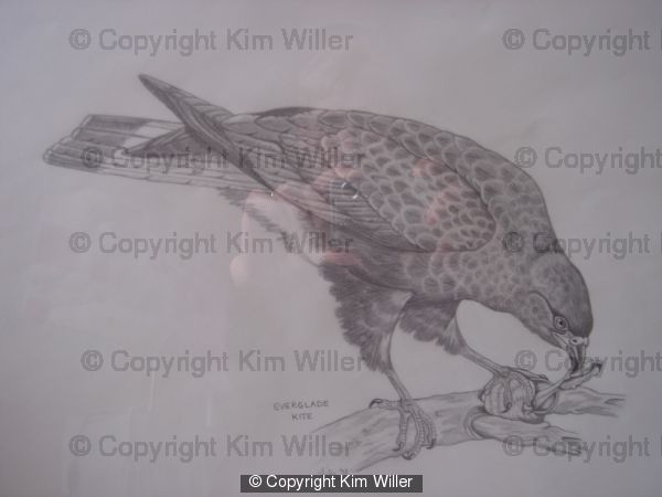 Everglade Kite