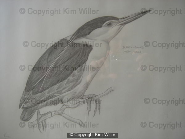 Black Crowned Heron