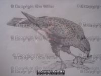 Everglade Kite