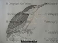 Black Crowned Heron