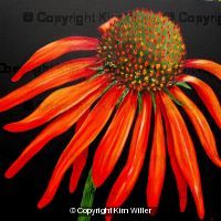 Echinacea or Cone Flower