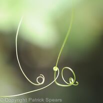 Tendril
