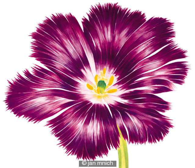 Purple Flower