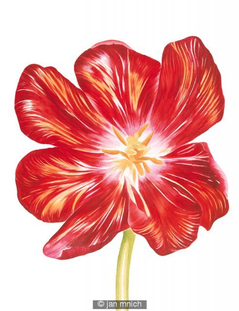 Red Tulip