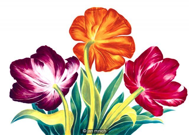 Three Tulips