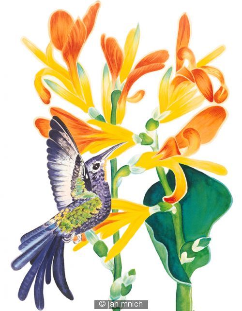 Humming Bird