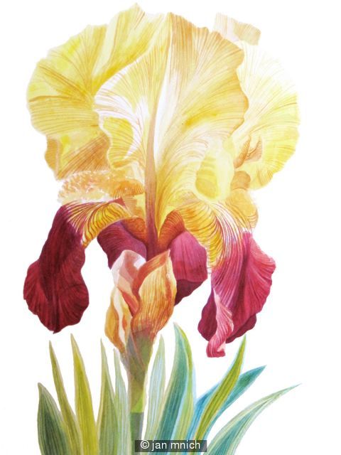 Shannopin Iris