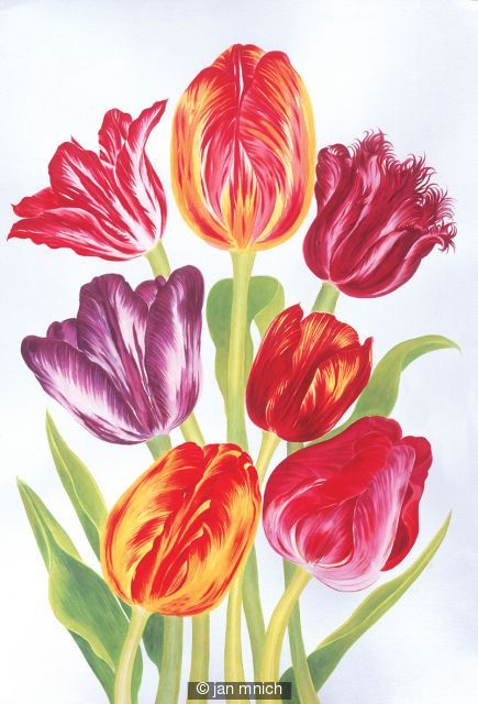 Tulip Group