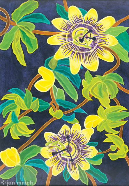 Passion Flowers