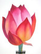 Flower Bud