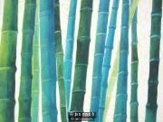 Bamboo