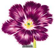 Purple Flower