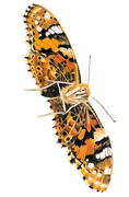 Moth