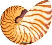 Shell Study