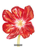 Red Tulip