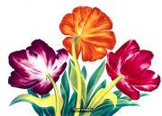 Three Tulips