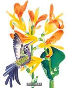 Humming Bird