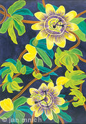 Passion Flowers