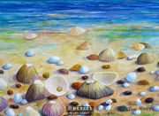 Shell Beach