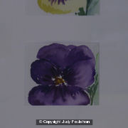 Three Purple Pansies