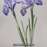 Two Irises