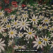 Daisy Border