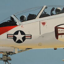 goshawk1